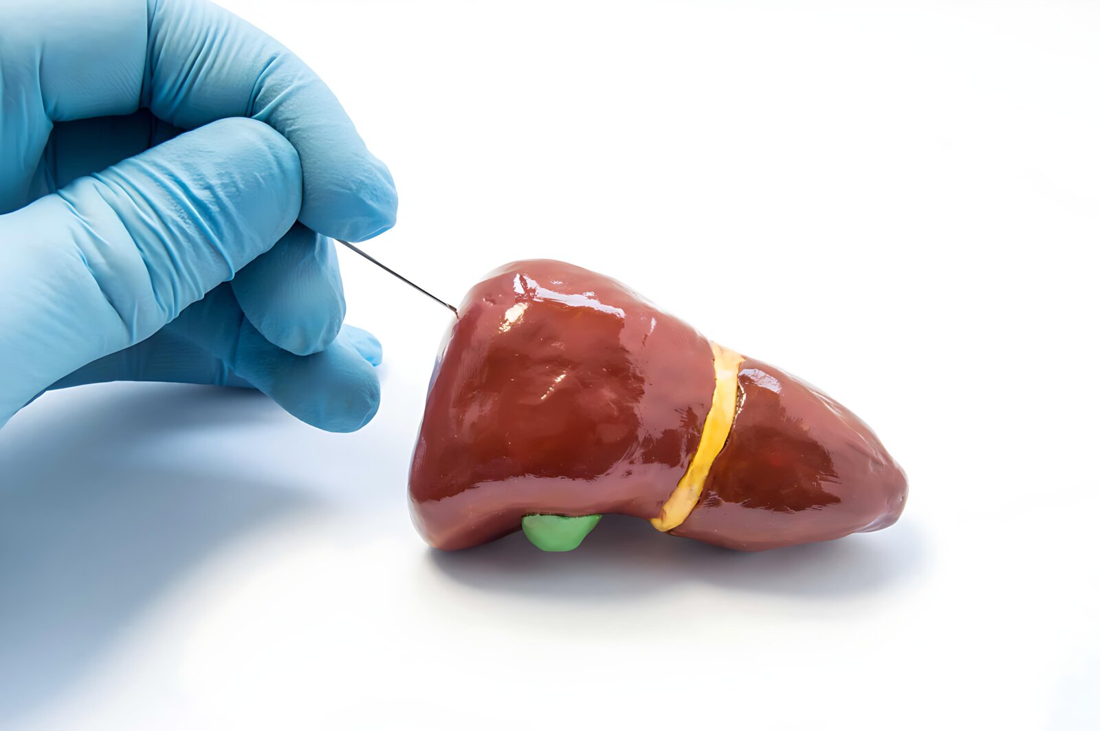 Anatomical liver model used for training and surgical preparation.