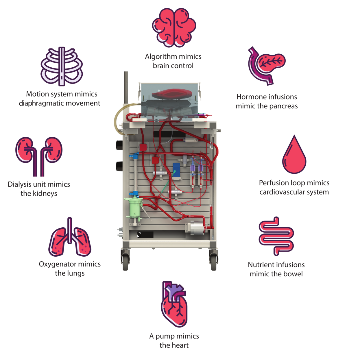 Diagram illustrating the principle of an ex vivo liver perfusion device: every function of the body is reproduced by a technical module (a pump for the heart, an oxygenator for the lungs, dialysis for the kidneys, an algorithm for control...).